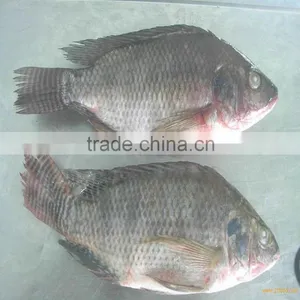 Frozen Tilapia Gutted &Scaled Certificates China Origin thumbnail-1