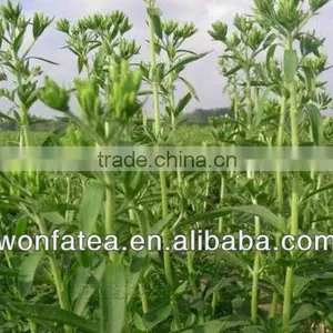 Stevia Material in Bulk Without Bitterness . thumbnail-1
