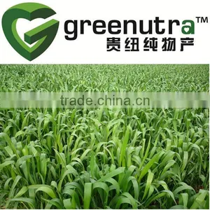 Natural Wheat Grass Powder thumbnail-1