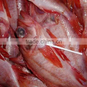 Frozen Red Fish thumbnail-1