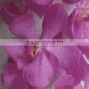 Fresh Cut Orchids, Mokara Orchids, Fresh Cut Stem thumbnail-1