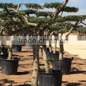 Olive Tree - Olea Europaea Mini Pompon thumbnail-3