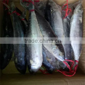 Frozen Spanish Mackerel for Sale or Scomberomorus Niphonius thumbnail-4