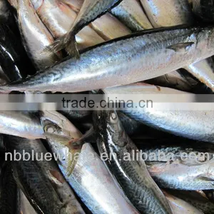 Seafrozen Pacific Mackerel Blue Mackerel thumbnail-1