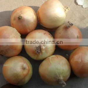 Potato/Carrot/Ginger Washer Peeler and Sorter|Onion Washing and Grading Machine thumbnail-3