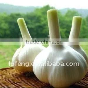 Chinese Fresh White Garlic thumbnail-1