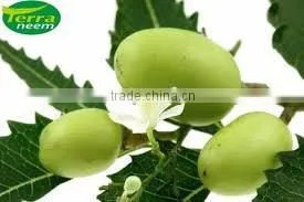 GUARANTEED NATURAL & PURE NEEM OIL thumbnail-2