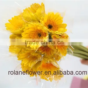 Low Price And Best Quality Fresh Gerbera Fresh Cut Flowers For Wedding - Sunshine Coast thumbnail-1