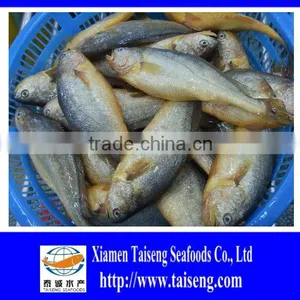 Frozen Big Size Farm Raised Yellow Croaker thumbnail-1