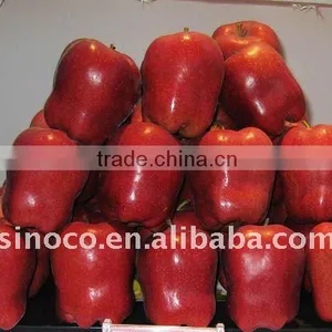 Sell Fresh Red Apple (Huaniu) thumbnail-1