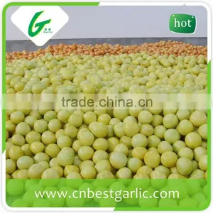 Fresh Sweet Honey Pomelo in Box thumbnail-5