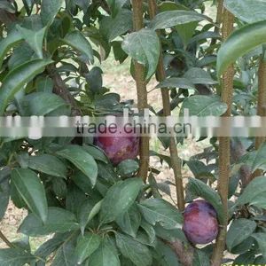 Fresh Black Plum thumbnail-1