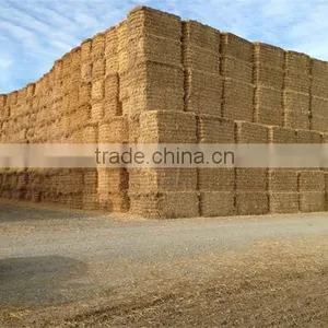 Wheat Straw Hay, Hay Straw Bale, Wheat Hay Bale, Straw Hay Bale, Animal Filler Straw thumbnail-1