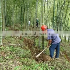 High Sprouting Rate Bamboo Seeds For Growing Bamboo Trees and Shoots thumbnail-4