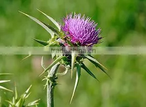 Silybum Marianum thumbnail-1