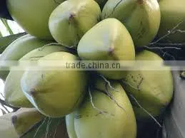 Fresh Young Coconut thumbnail-1