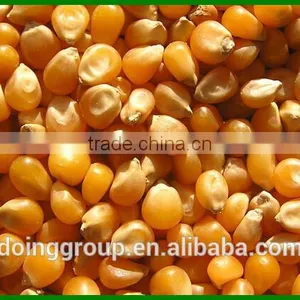 New Technology Maize Thresher China Supplier for Sale thumbnail-6