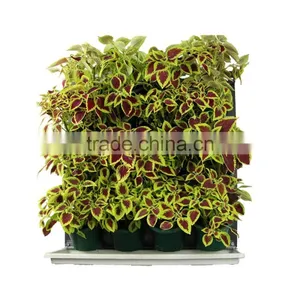 PG135 Plastic Living Wall Planter Box thumbnail-3