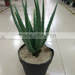 SJ30048946 Plastic Asparagus Plant/ Artificial Cactus Plant for Landscaping thumbnail-2