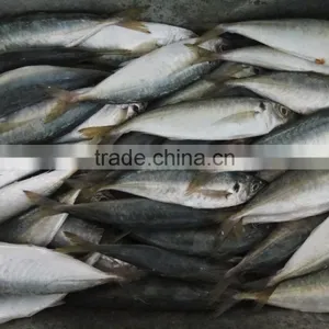 Frozen Hot Sale Horse Mackerel Whole thumbnail-3