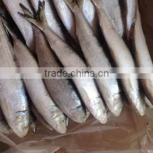 Sardine for Bait on Sale thumbnail-3