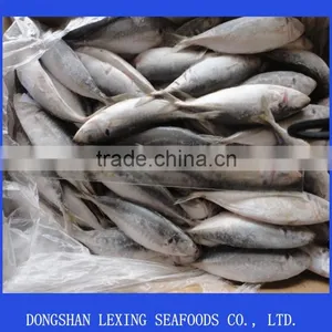 Frozen Horse Mackerel thumbnail-1