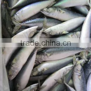 FROZEN MACKEREL 150-200g thumbnail-1