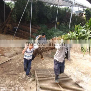 Trachycarpus Fortunei Best Quality Loading thumbnail-1