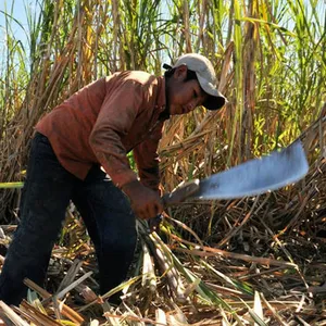 Heavy Duty Farm Cane Knife With Durable Steel Blade for Africa Latin America Wholesale Market thumbnail-4