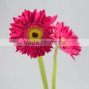 Factory Purple Petal Gerbera Fresh Flower thumbnail-2