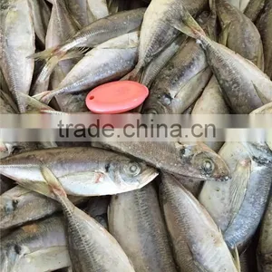 Frozen Yellowtail Scad thumbnail-2