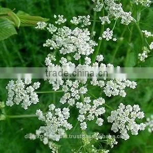 Caraway Oil thumbnail-1