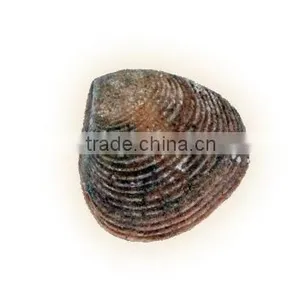 Fossil Specimens, Clam thumbnail-1