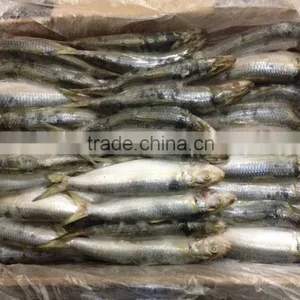 Frozen Sardine Fish for Tuna Bait thumbnail-1