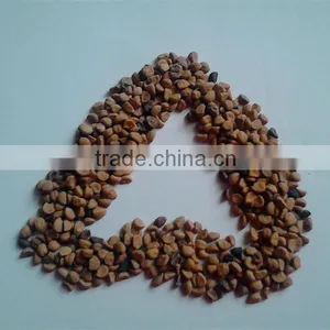 High Quality Pure Seeds Morning Glory thumbnail-1