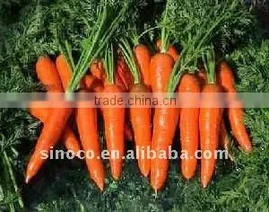 Supply Fresh Carrots in 250g thumbnail-1