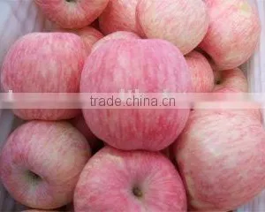 Factory of Fuji Apple Suplier s thumbnail-1