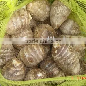 Fresh Taro thumbnail-1