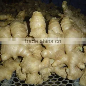 China Mature Ginger thumbnail-5
