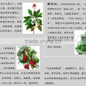 Panax Ginseng Extract thumbnail-1
