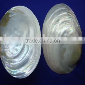 Polished Chinese MOP River SHELL Without Skin thumbnail-1