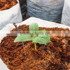 500 kg per Hour Coco Peat Dryer Machine for Coconut Shell Product thumbnail-5