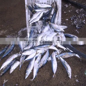 Seafrozen W/R Pacific Mackerel thumbnail-3