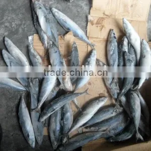 Size in 70-90g Frozen Saury thumbnail-1