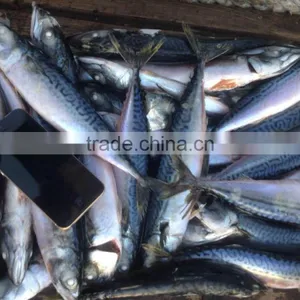 Pacific Mackerel thumbnail-1