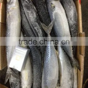 Frozen Good Quality Pacific Mackerel thumbnail-5