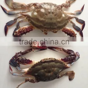 Frozen Whole Round Swimming Crab thumbnail-2