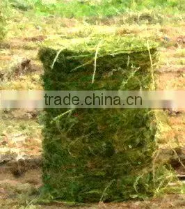 Since 1989 CE Approved RXYK0850 Corn Silage Round Baler for Sale thumbnail-6