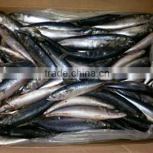 FAO 61 Japanese Mackerel Fish thumbnail-2