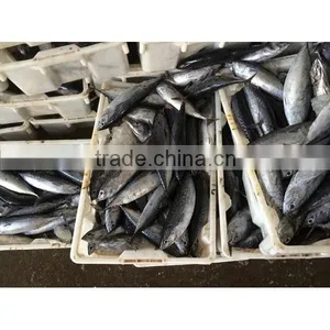 Frozen Bonito Tuna thumbnail-6